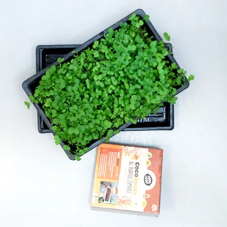 H-Mini Countertop Indoor Garden Deluxe Propagation Kit